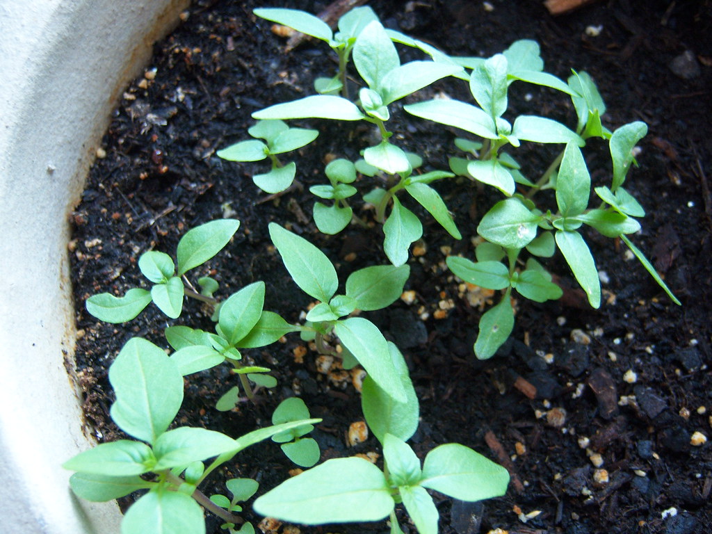 The basil's getting bigger Thai basil, There ar… Flickr