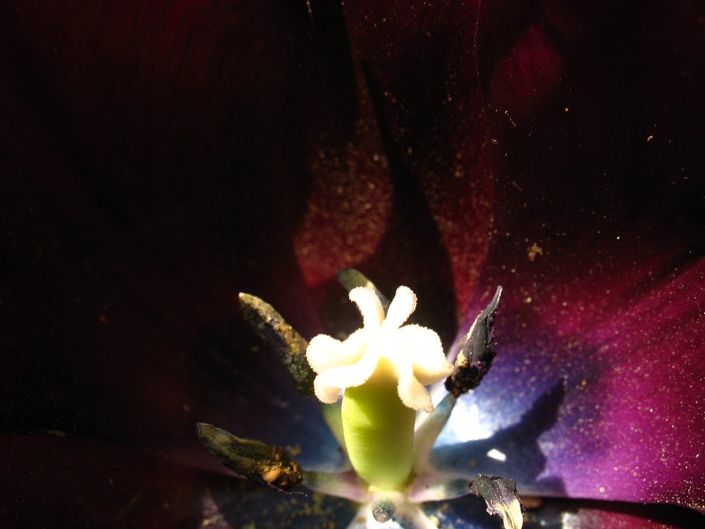 black tulip at The New York Botanical Garden Vilseskogen Flickr