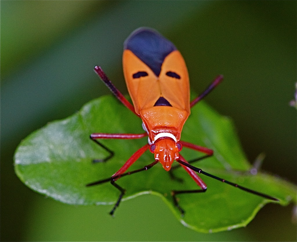 bug 3 Prachuap Khiri Khan, Thailand Troup Dresser Flickr