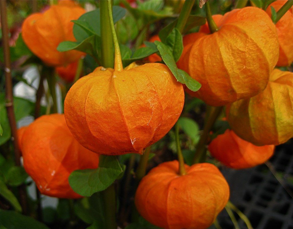 Japanese lanterns The Japanese Lanterns remind me of fall,… Flickr