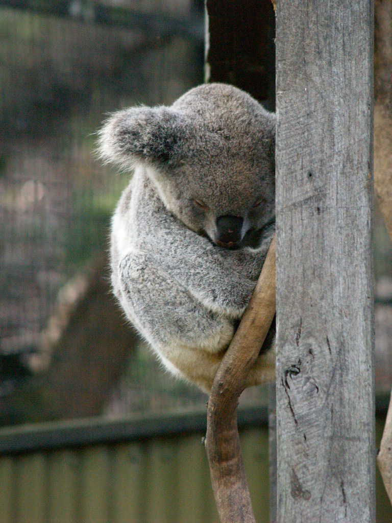 Nocturnal Koala Ron Fujie Flickr