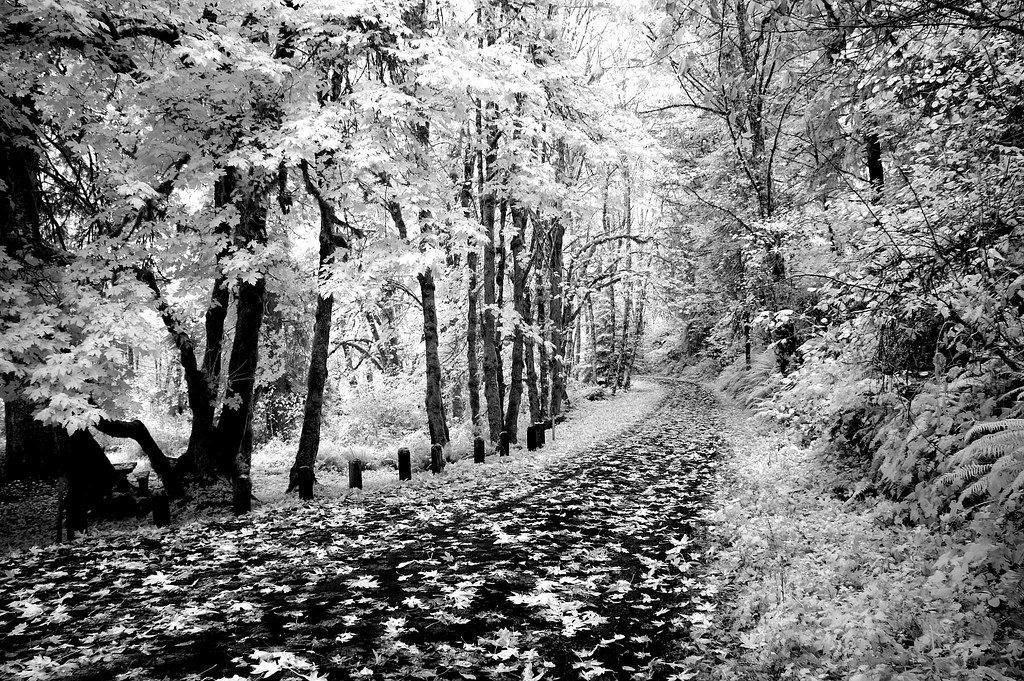 110108 101 Scaponia Park ScappooseVernonia Highway, Co… Flickr