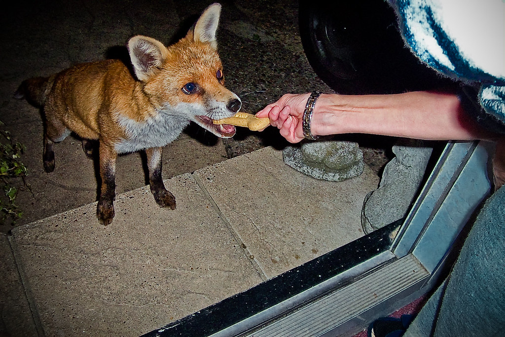 Fox taking a dog biscuit a photo on Flickriver