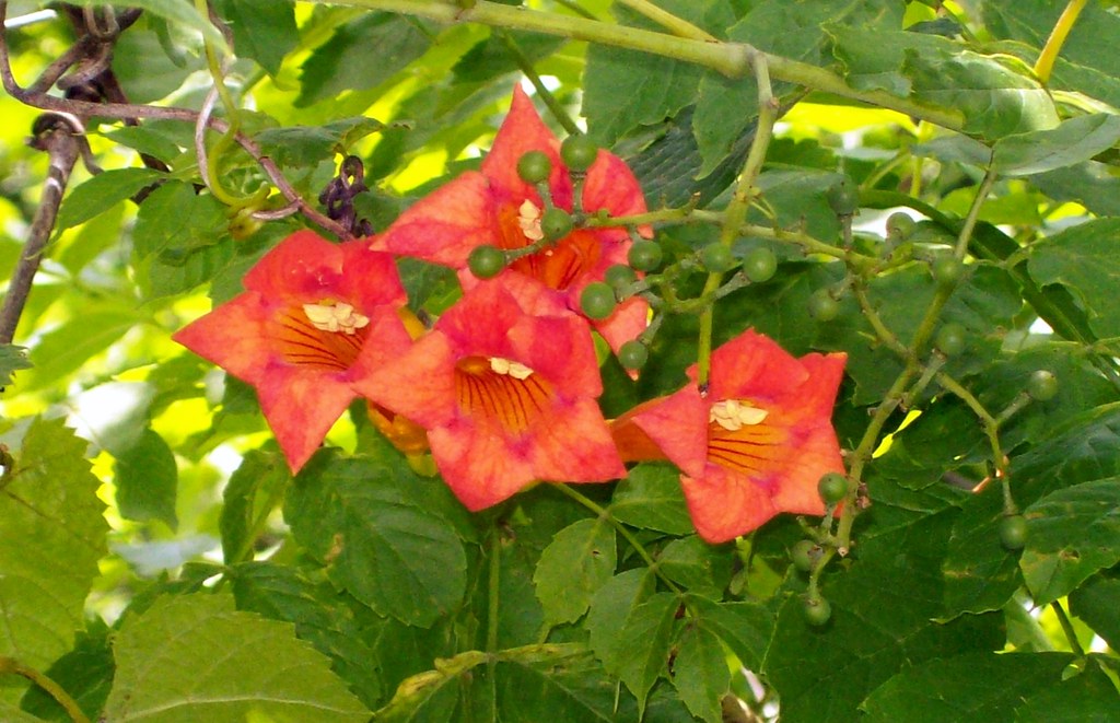 trumpet vine flower in shade june 2011 trumpet vine flower… Flickr