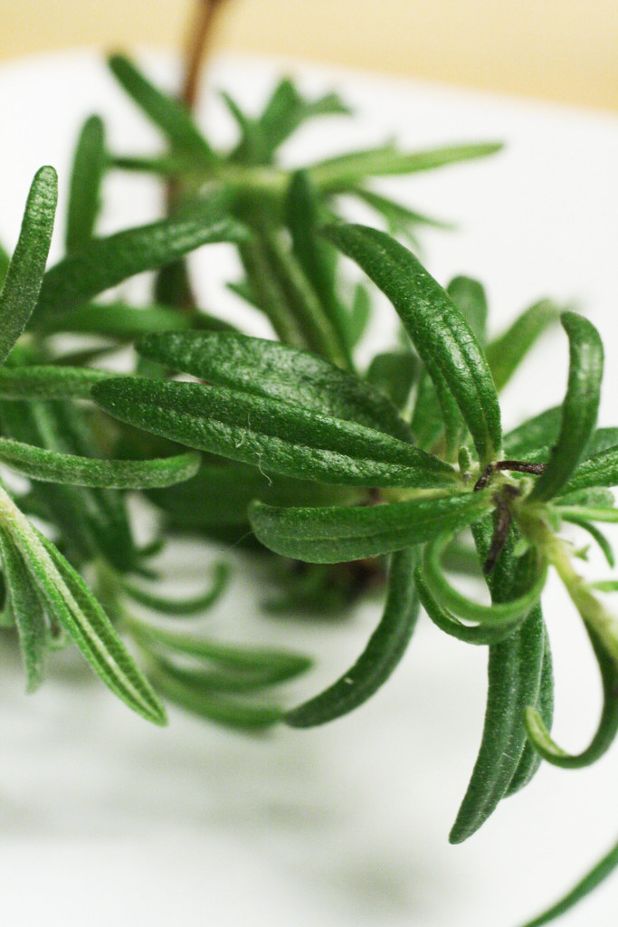 Rosemary 1 A sprig of rosemary from my indoor herb garden ccharmon