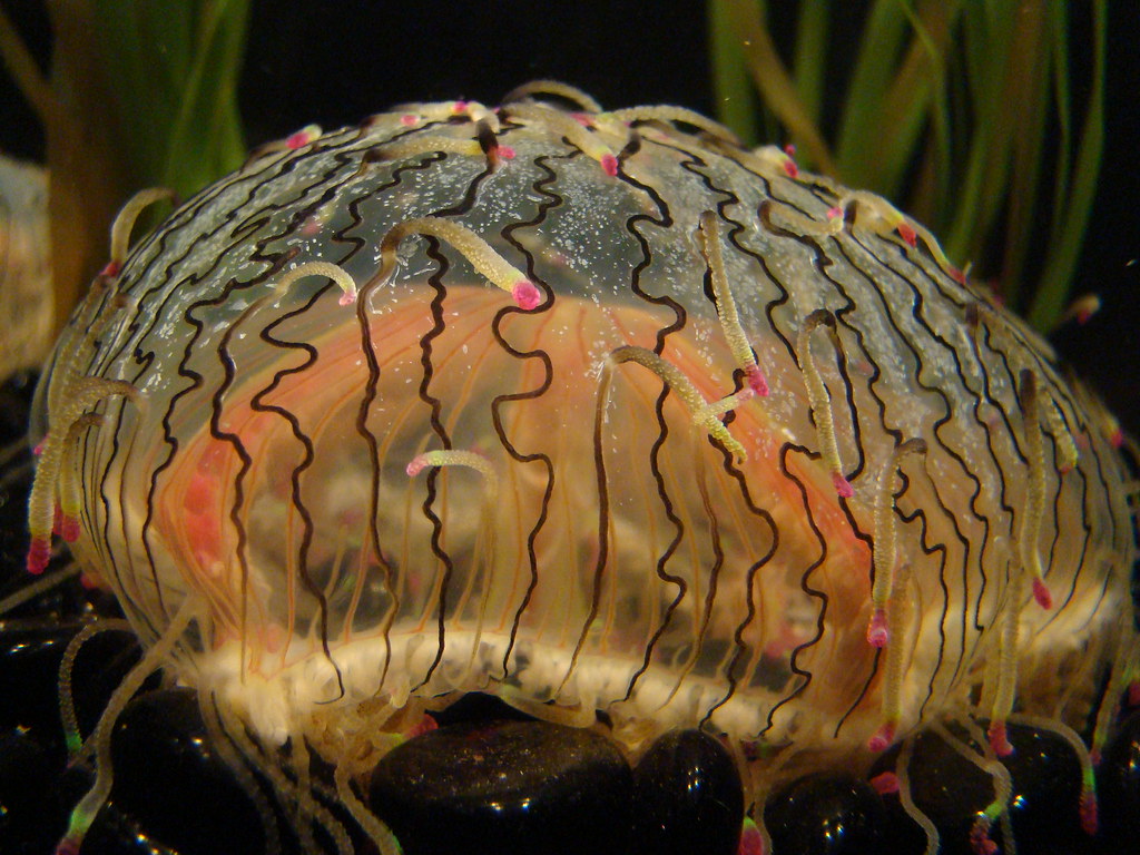 Flower Hat Jellyfish Shelly Pickett Flickr