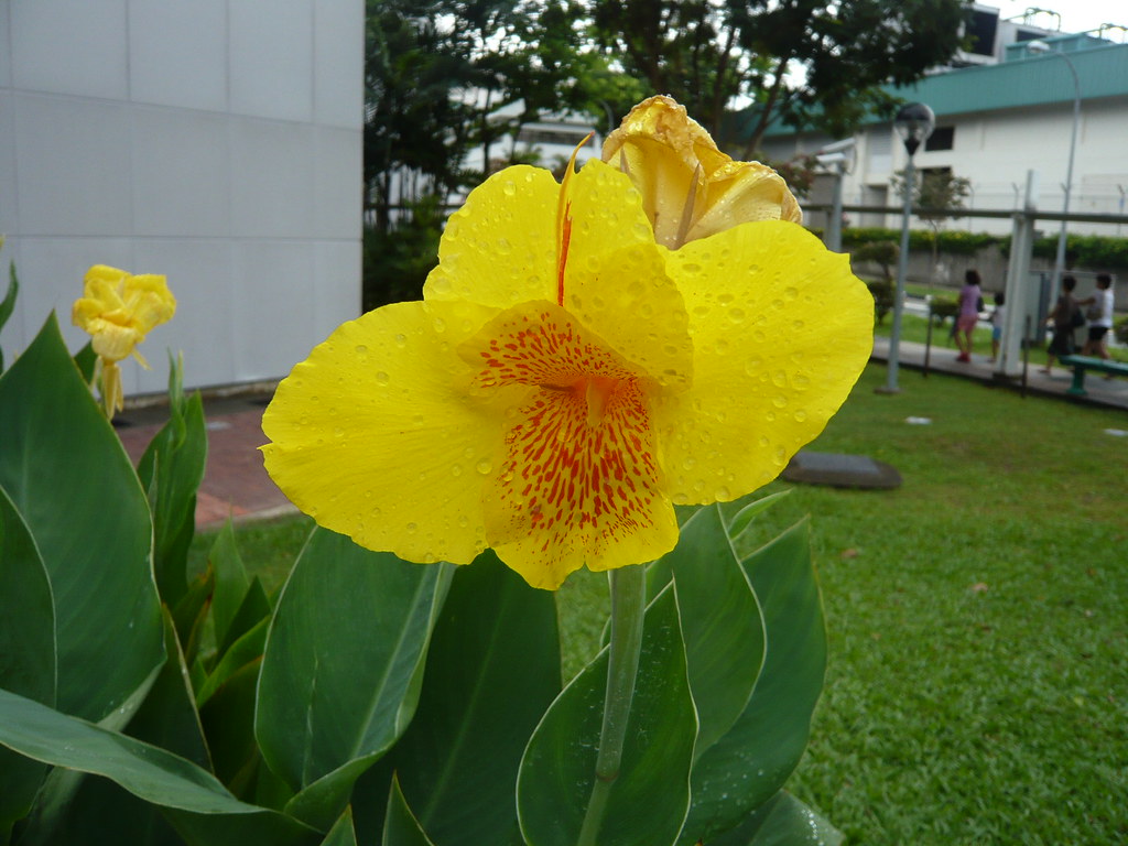 COMMON SINGAPORE ROADSIDE FLOWER Common flower found along… Flickr