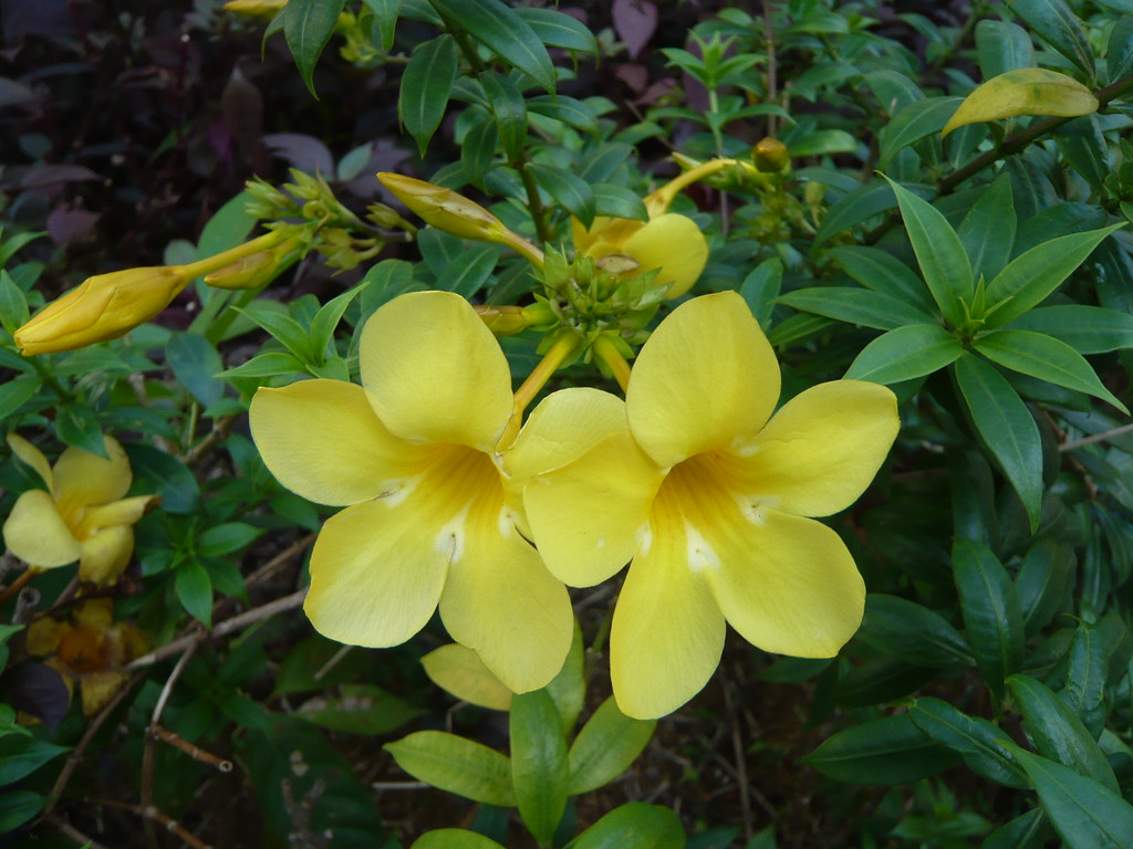 COMMON SINGAPORE ROADSIDE FLOWER Common flower found along… Flickr