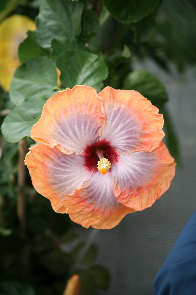 Chinese Hibiscus Hibiscus rosasinensis 'Fifth Dimension' Mallow Family