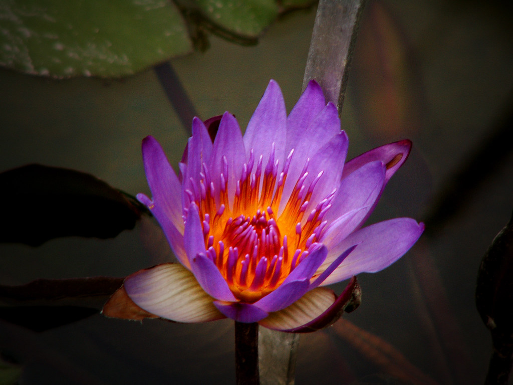Lily pad flower a photo on Flickriver
