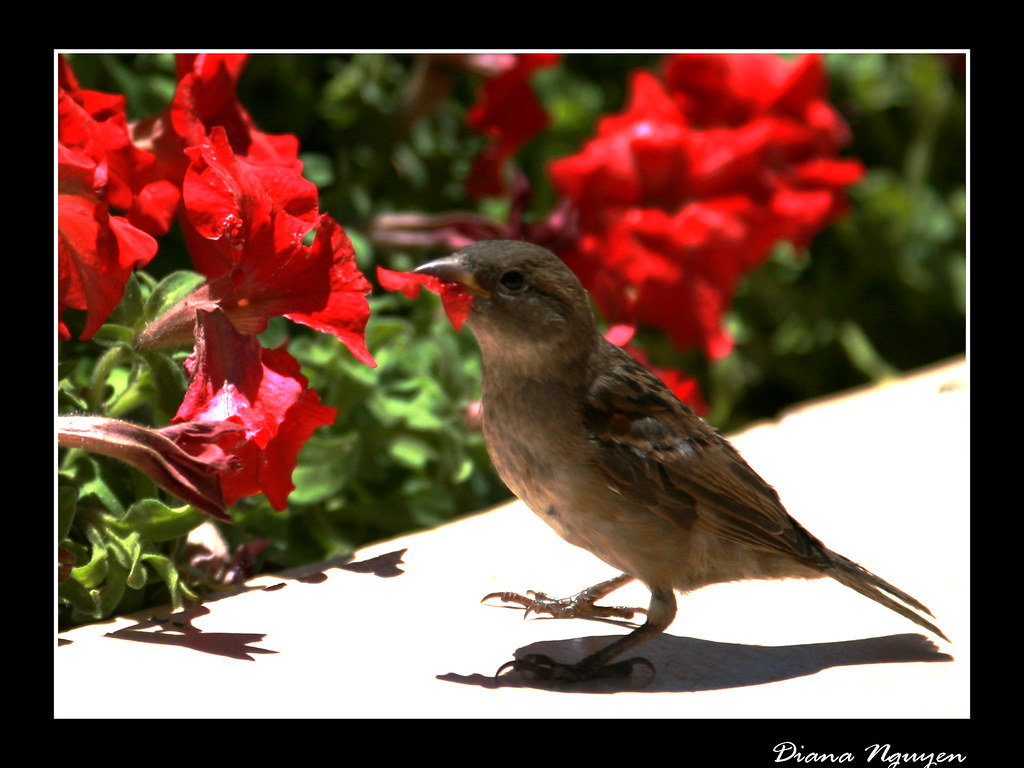 Bird with flower in mouth I didn't know that birds eat flo… Flickr