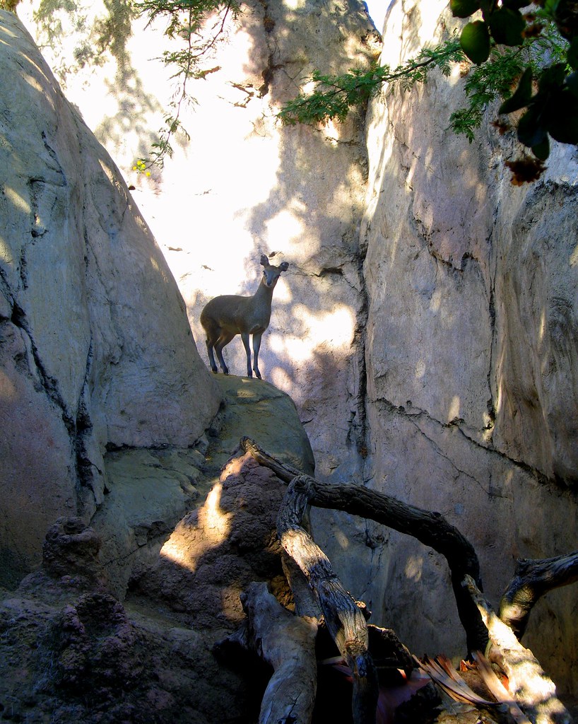 Deer In Headlights. Now I know the meaning of that phrase.… Flickr