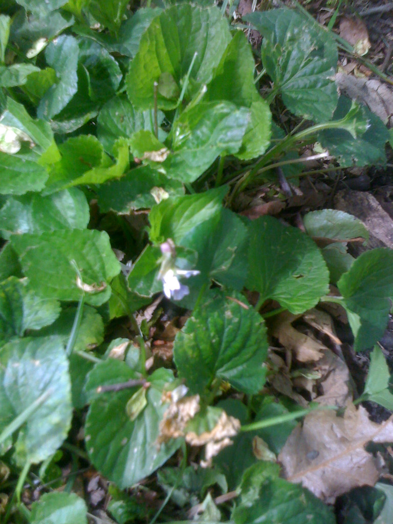 Common White Violet Flowers dying Leaves full size/ sene… Flickr