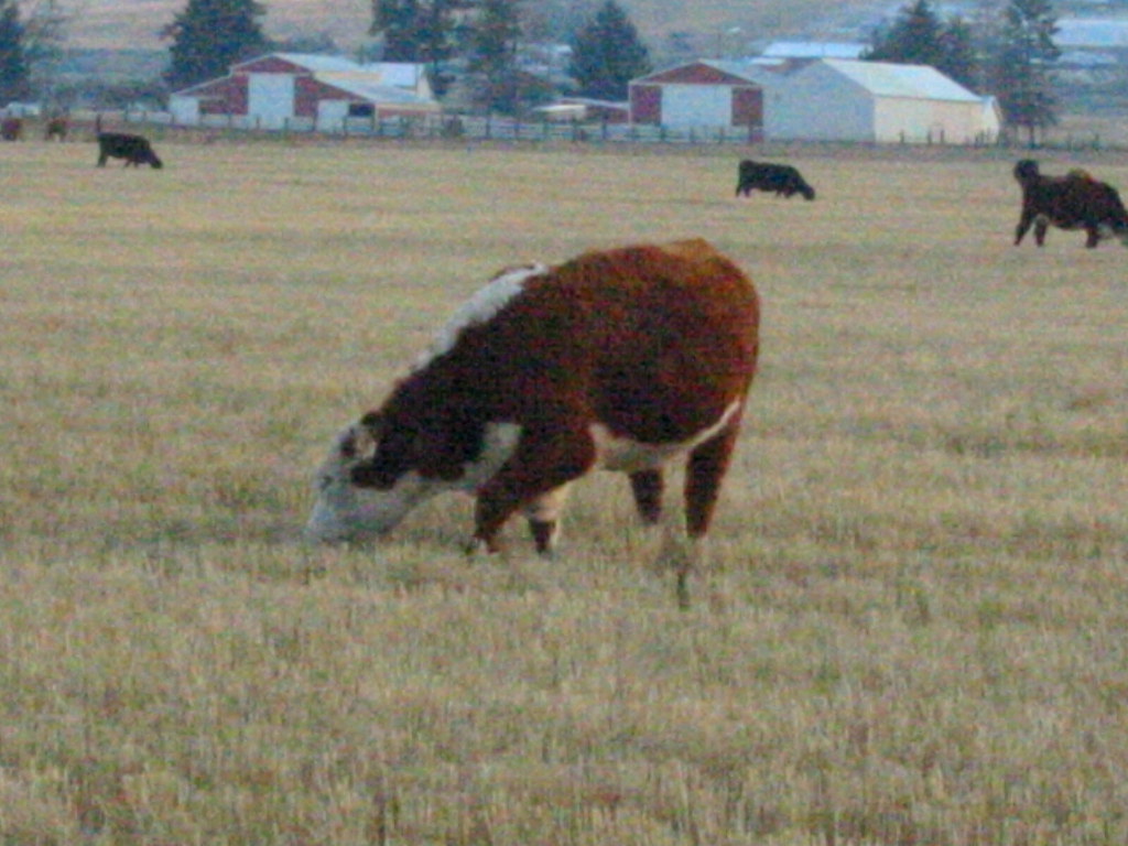 Cattle Espanola, Washington Katherine Bowman Flickr