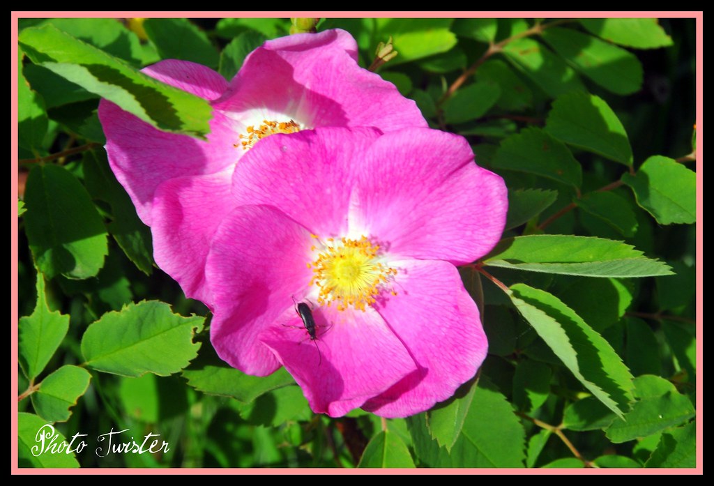Alberta "Wild Rose" Country The Wild Rose is the province … Flickr