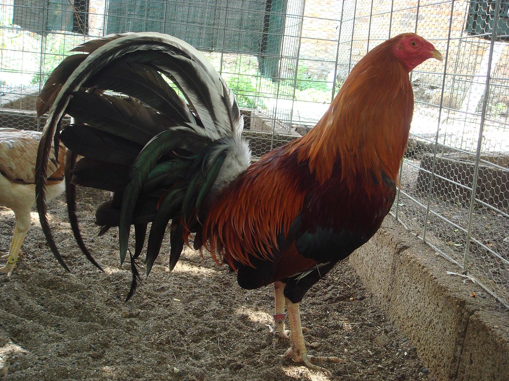 3/4 sweater americano 1/4 asil sweater americano 3ro de lo… Flickr