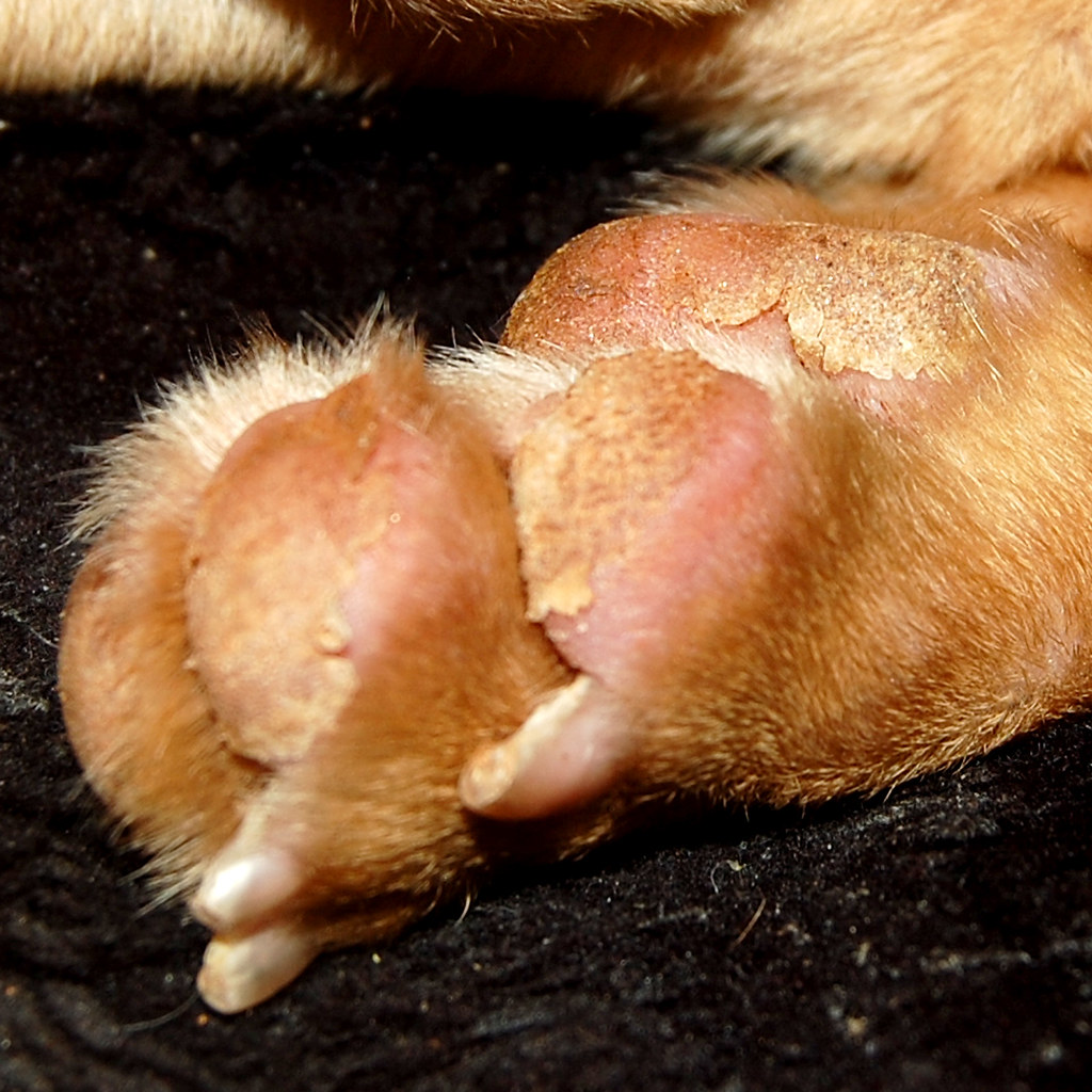 Carmella's crusty front paw Tues. July 22 Carmella's paws… Flickr