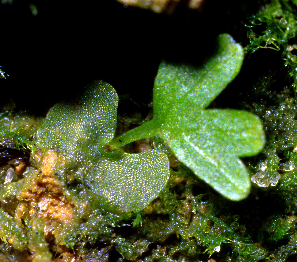 Fern prothallus with young sporophyte The vaguely heartsh… Flickr