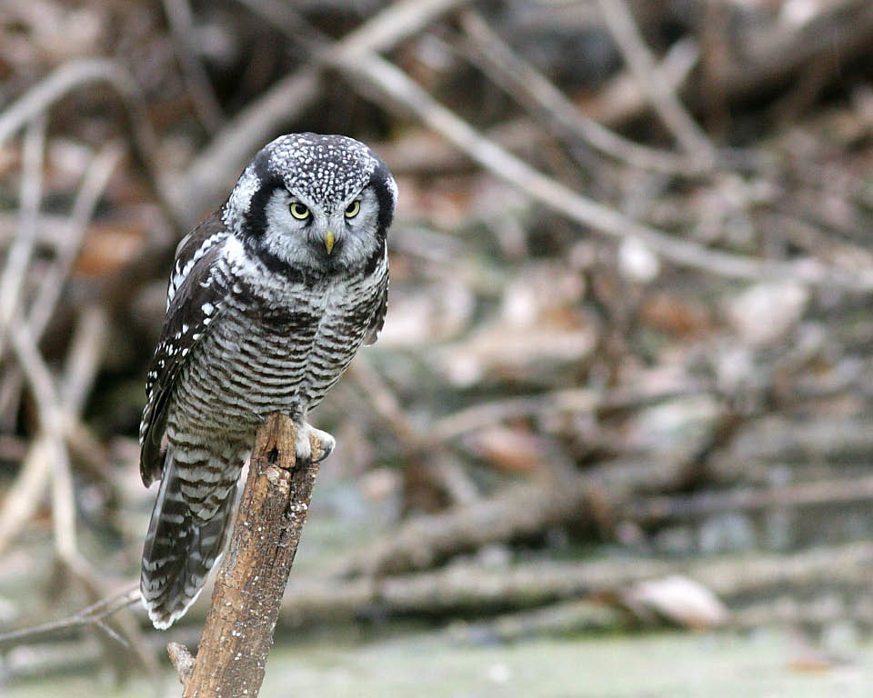 Northern Hawk Owl Cheney, Spokane county, Washington, USA … Flickr
