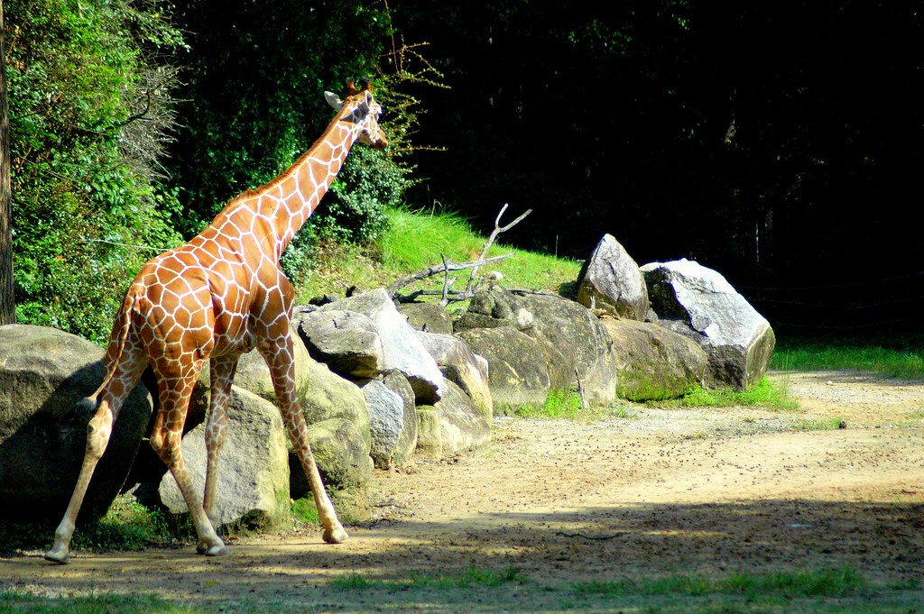 Columbia, SC Zoo 2 Ryan Eckhoff Flickr