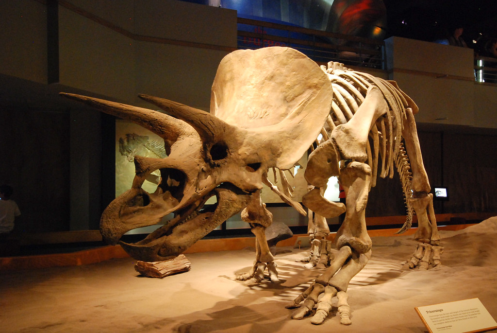 Triceratops Triceratops is a genus of herbivorous ceratops… Flickr