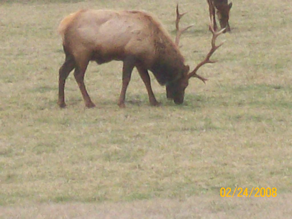 Bull Elk in Boxley Valley Same bull better view of hardwar… Flickr