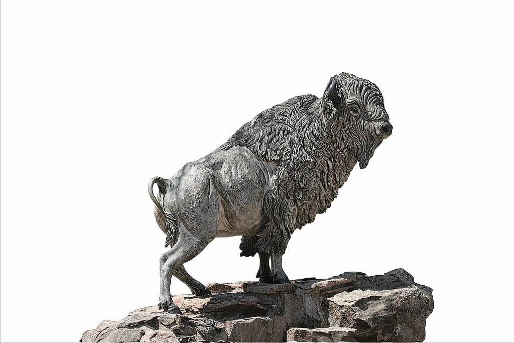 WHITE BUFFALO OF SNYDER, TEXAS The white buffalo at the co… Flickr