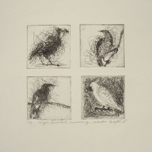 Etching of four australian birds included here are an aust… Flickr