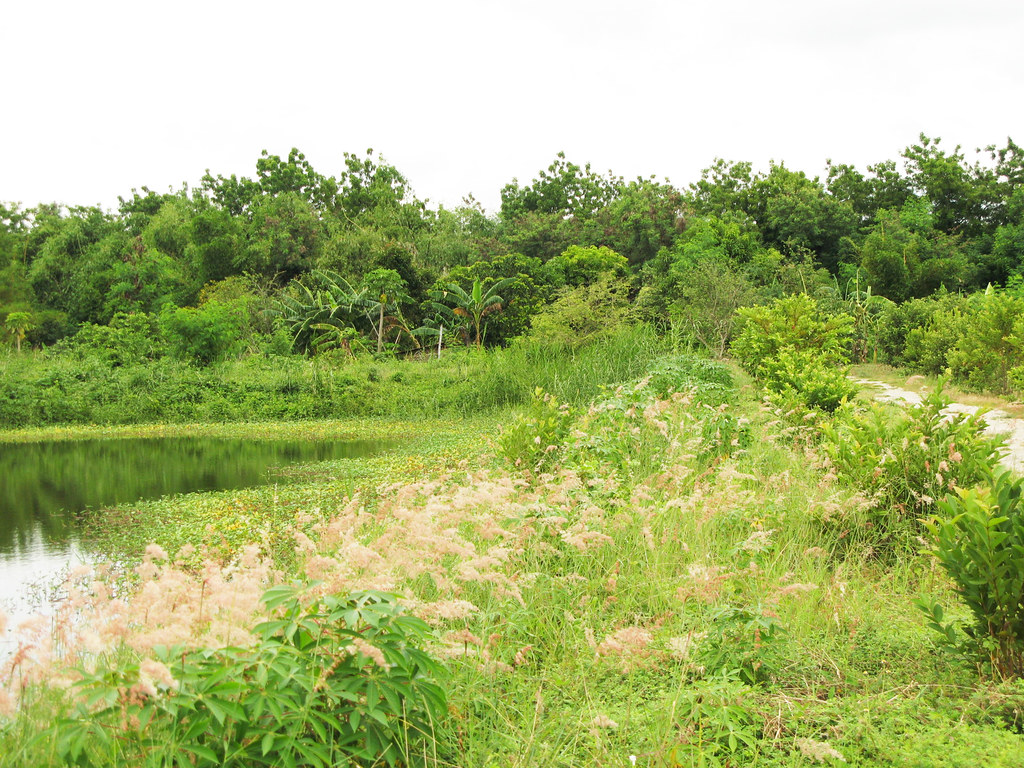 Fishpond 1 Pond at my home in Pampanga, Philippines. For m… Flickr