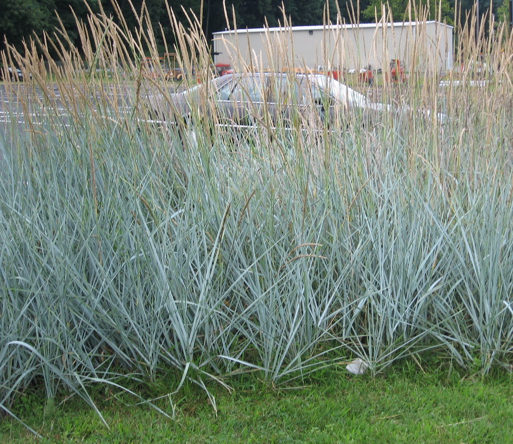 BLUE LYME GRASS..... Leymus arenarius These tall grass l… Flickr