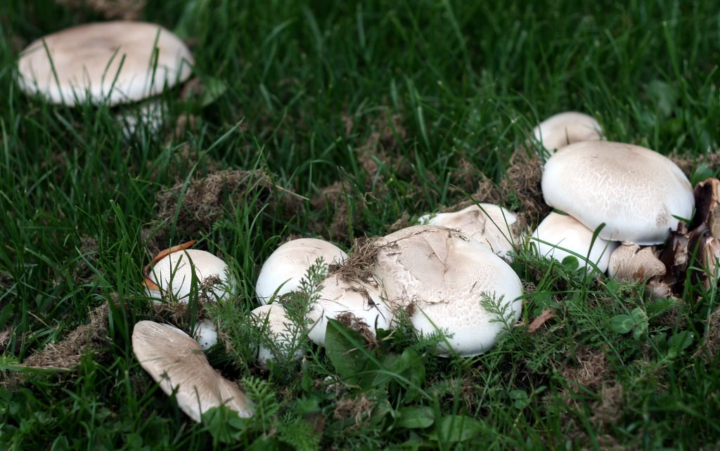 Mushrooms A bunch of mushrooms growing close together on a… Flickr