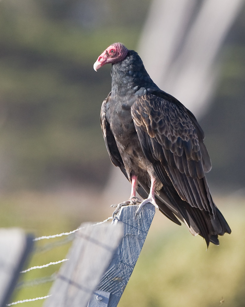 Turkey Vulture (Cathartes aura) Morro Bay, CA Turkey Vultu… Flickr