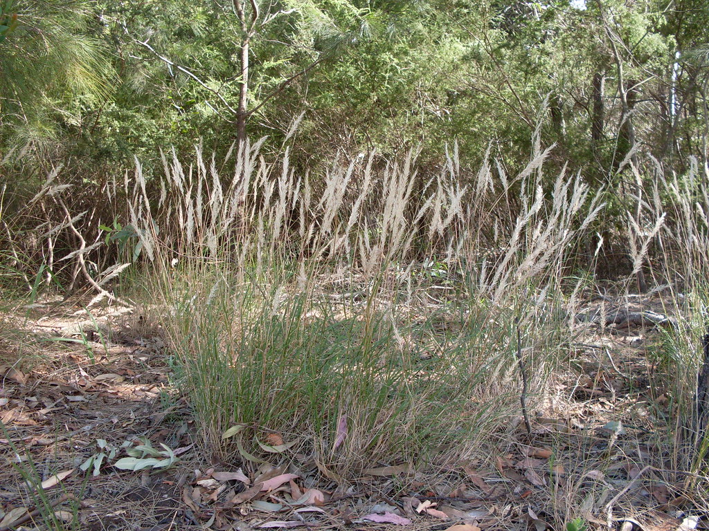 Longleaved Wallaby Grass Longleaved Wallaby Grass, Notod… Flickr