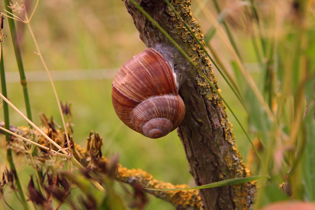 Snail Near Eys Bert Kaufmann Flickr