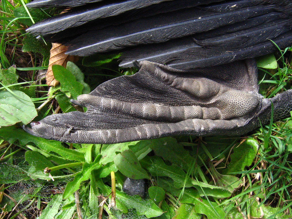 Cormorant Foot BrendanMcGarry Flickr