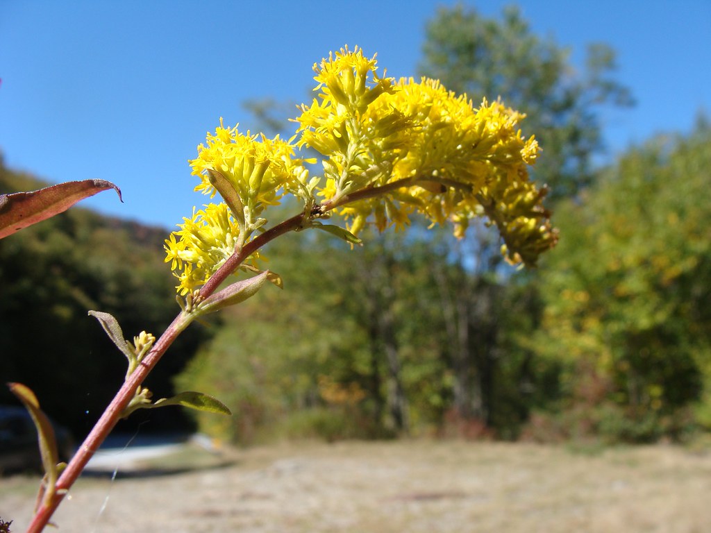 Goldenrod against the sky, NC 215, North of Blue Ridge Parkway a