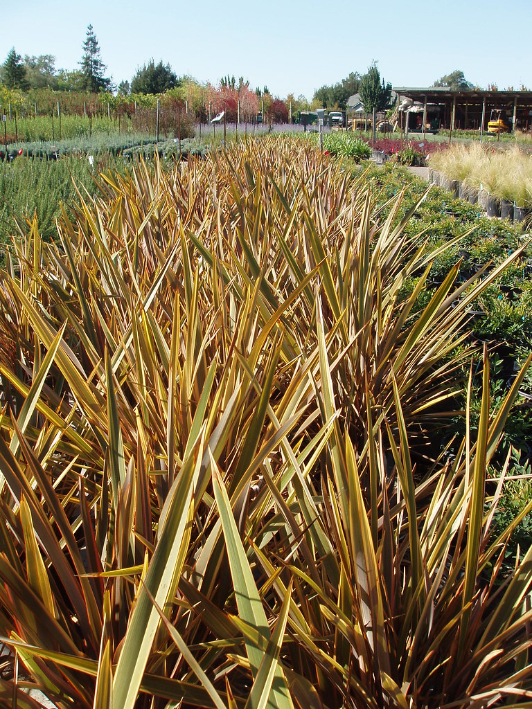 Urban Tree Farm, Santa Rosa, California gerry la londeberg Flickr