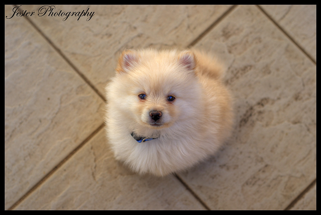 Cotton Ball Pomeranian
