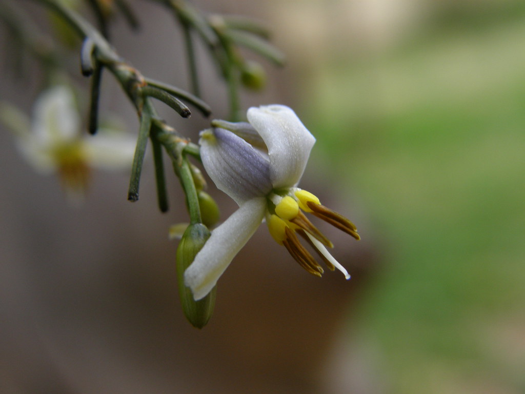 dianella flower The tuber of Dianella is edible. Aborigina… Flickr