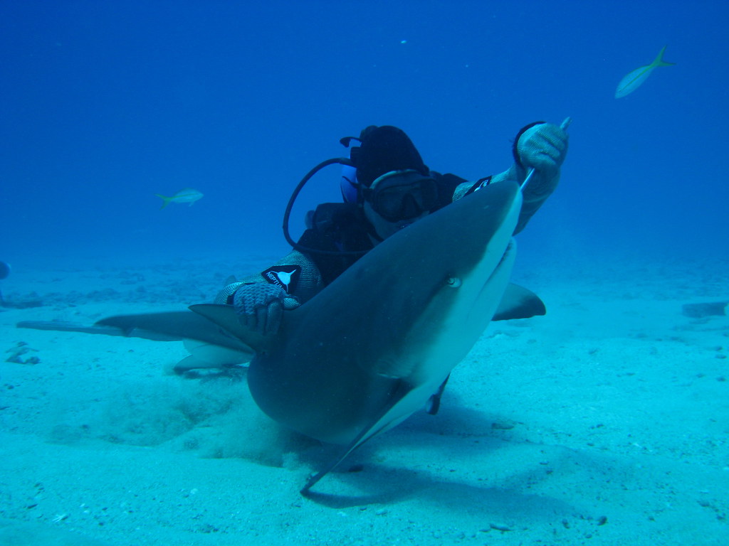 Diving with Sharks, St. Maarten Taking a bite! James Fisher Flickr