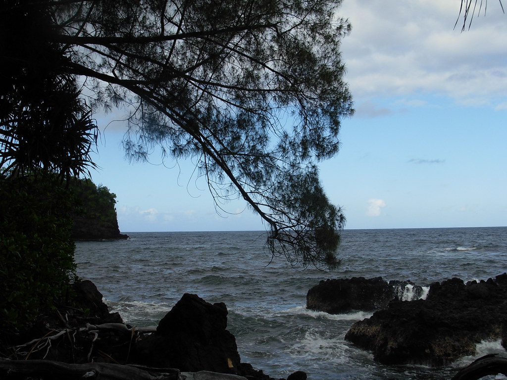 Sheoak along coast, Hawaii Tropical Botanical Garden Flickr