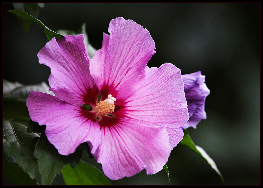 Hibiscus season is ending soon ! Large On Black … Flickr