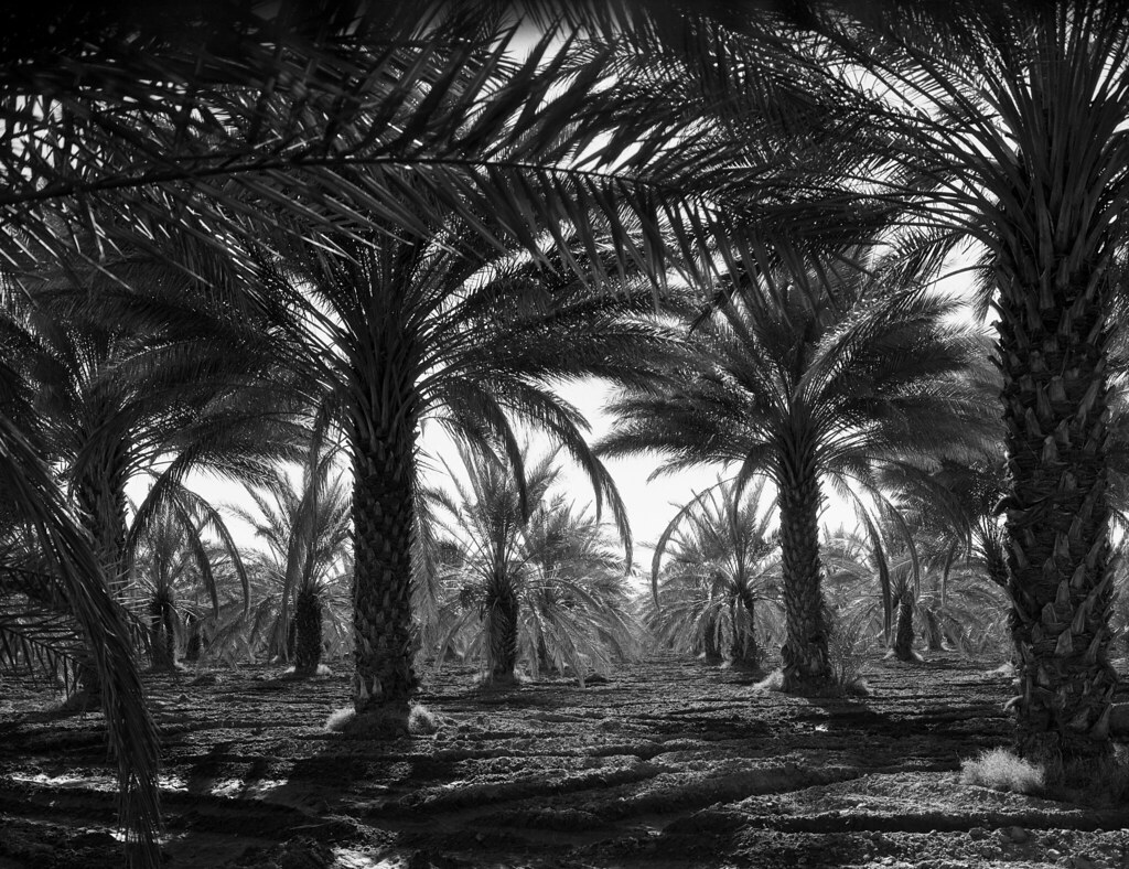 Dorothea Lange Date palms, Coachella Valley, California, … Flickr