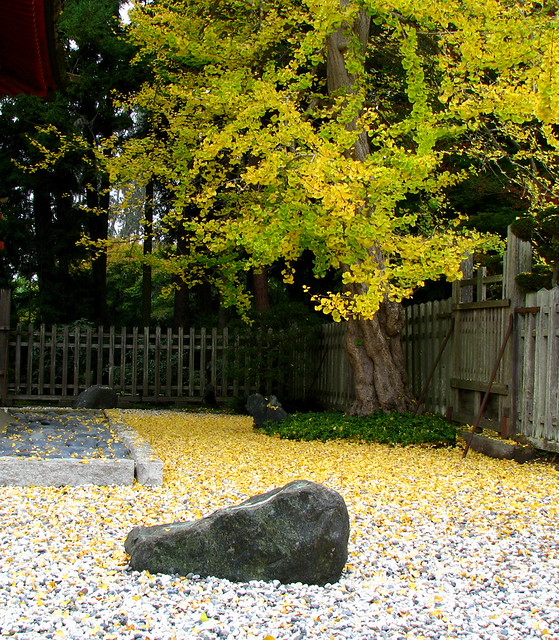Autumn Leaves, Zen Garden, Japanese Tea Garden. San Francisco, CA a