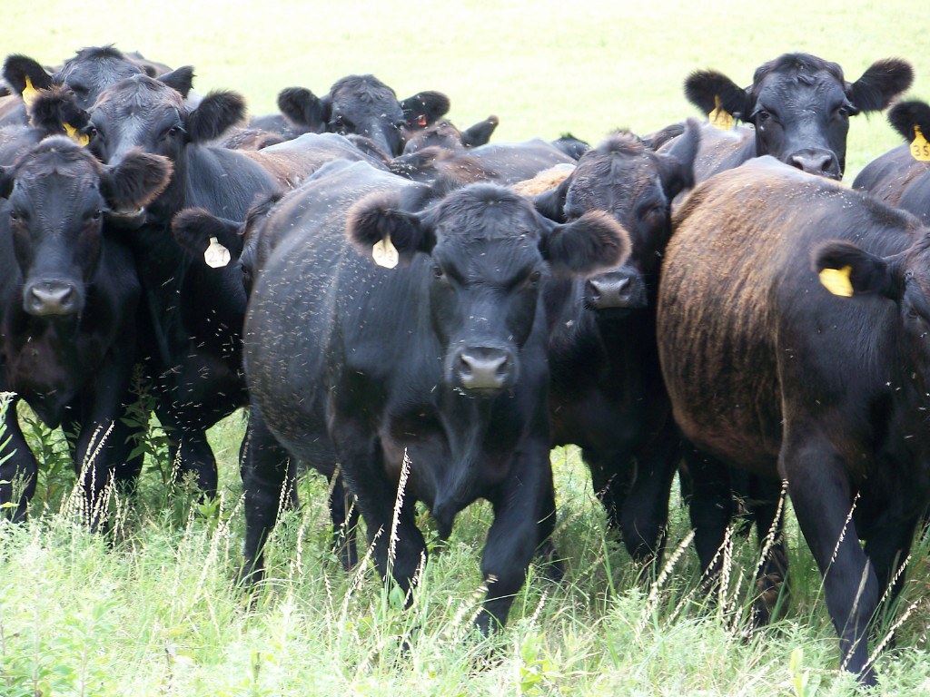 Cows in Kansas by Suzy Chase Osborne Levi Wardell Flickr
