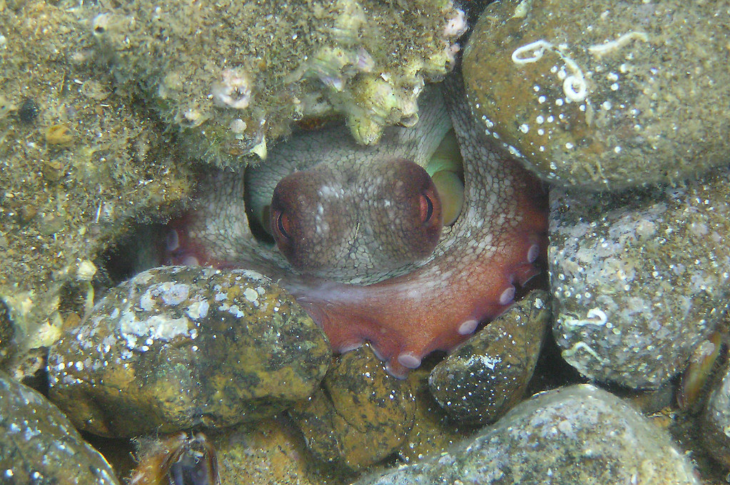 Octopus Taken while snorkeling in turkey Taken by Sam Ian Robertson