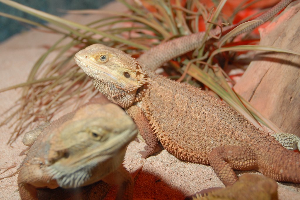 Bearded Dragon Of course *those* bearded dragons are smart.
