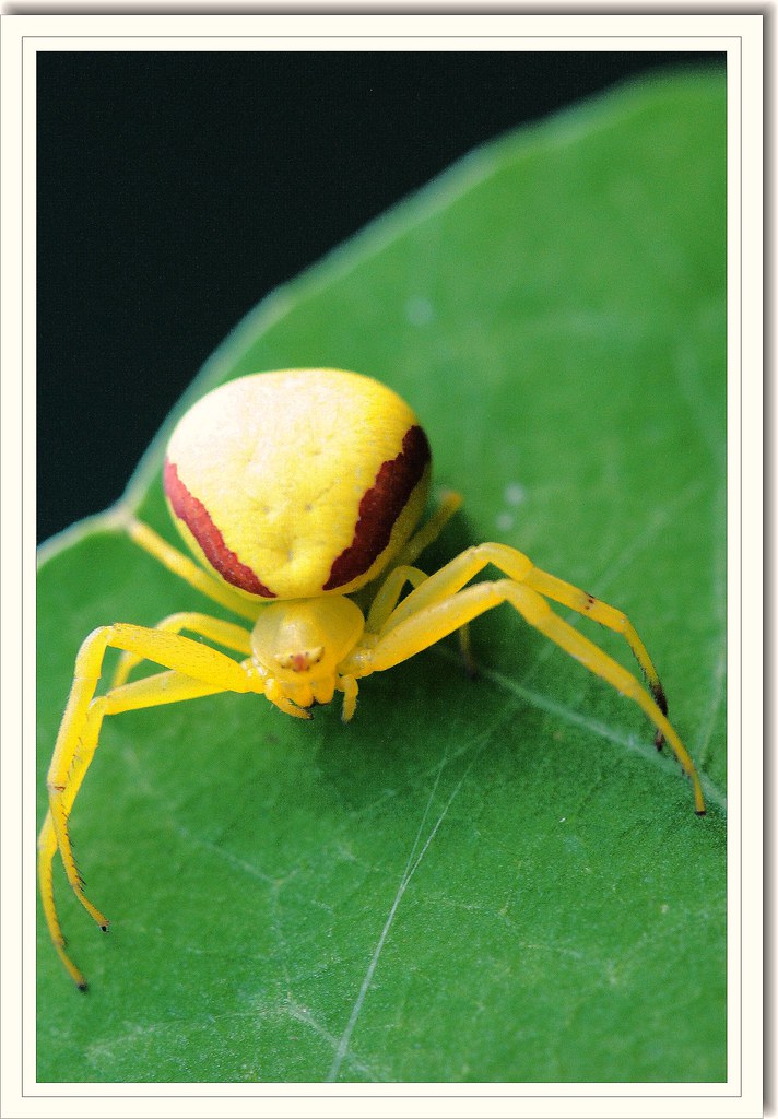 ...colorshifter.... Perth, Ontario Crab Spider Misumena v… Flickr