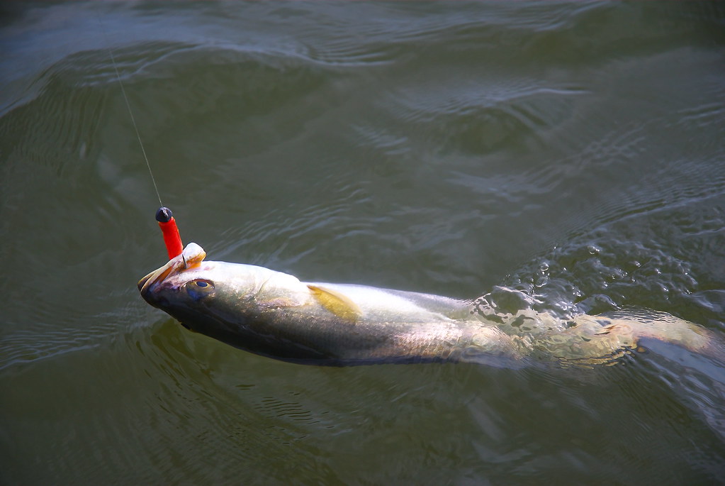 Soft Plastic Trout 2 Larry Bozka Flickr