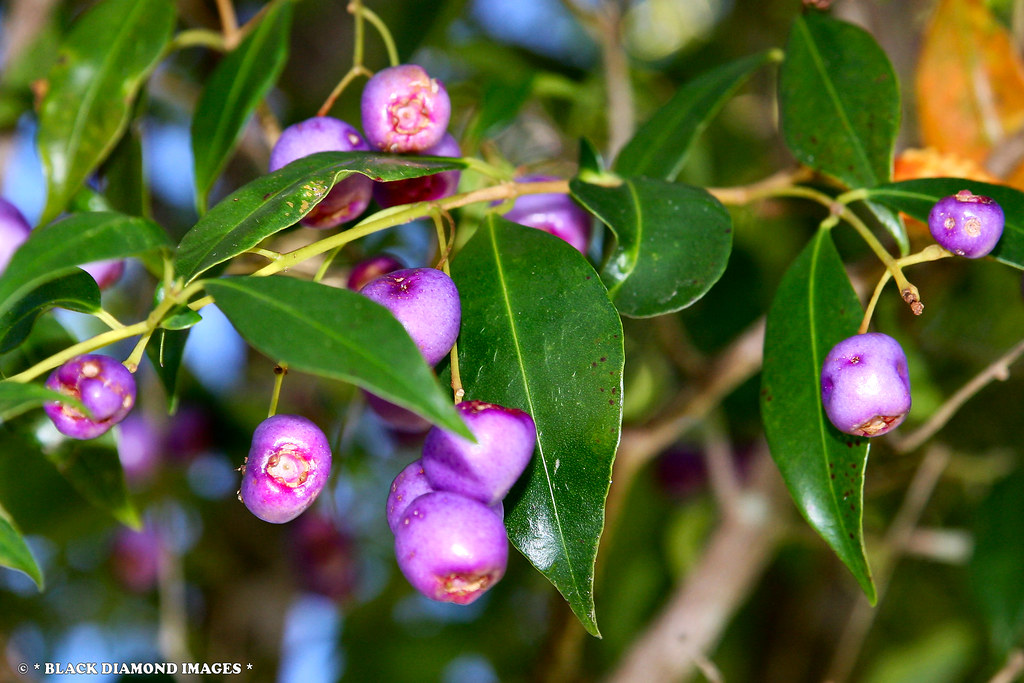 Syzygium oleosum Blue Lilly Pilly Copyright All Rights… Flickr
